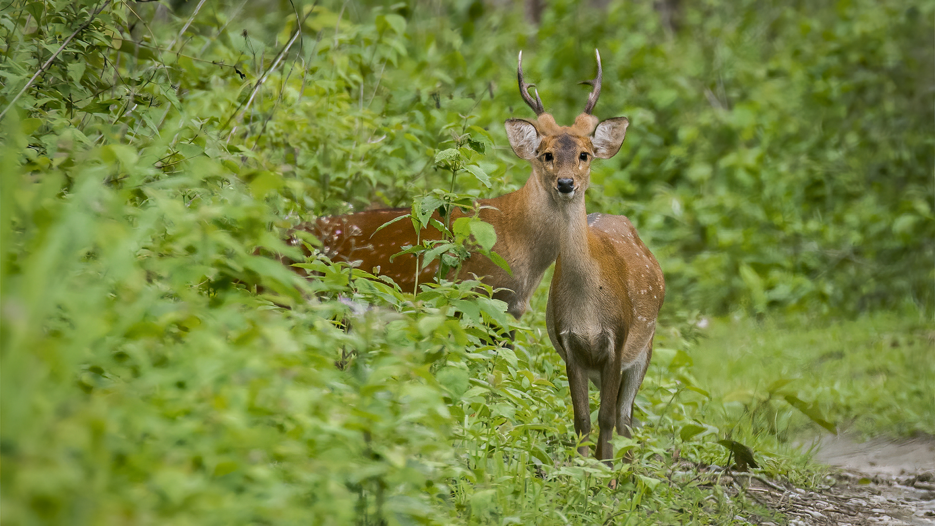 Get up close with the majestic Indian Hog Deer at Orang National Park, Assam.